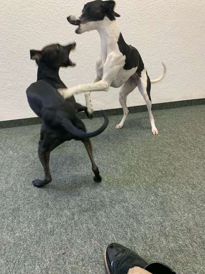 Windhunde - Treffen der besonderen Schönheiten
HERZLICH WILLKOMMEN-Beitrag-Bild