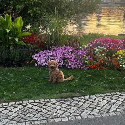 Hundetreffen-Gassi- und Spielfreundschaften gesucht-Bild