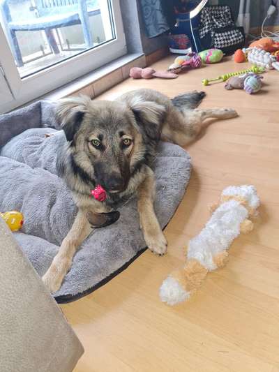 Hundetreffen-Gassirunden mit anderen Hunden-Bild