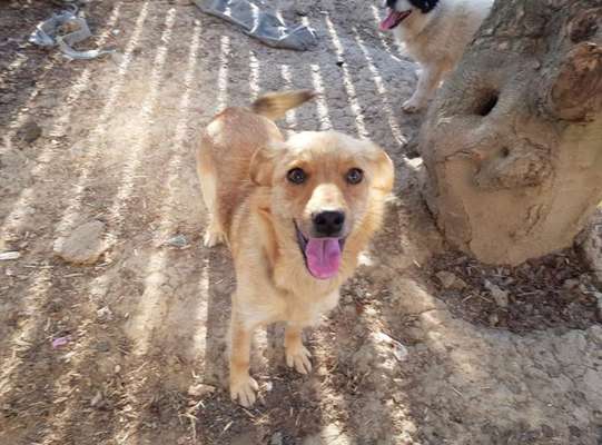 Mischlinge raten - Rätselspaß-Beitrag-Bild