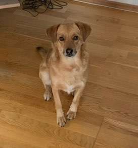 Hundetreffen-Ich suche Spielfreunde-Bild