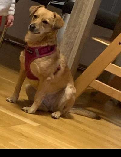 Mischlinge raten - Rätselspaß-Beitrag-Bild