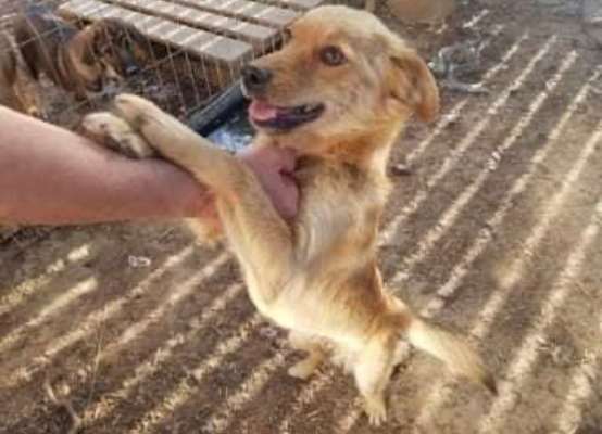 Mischlinge raten - Rätselspaß-Beitrag-Bild