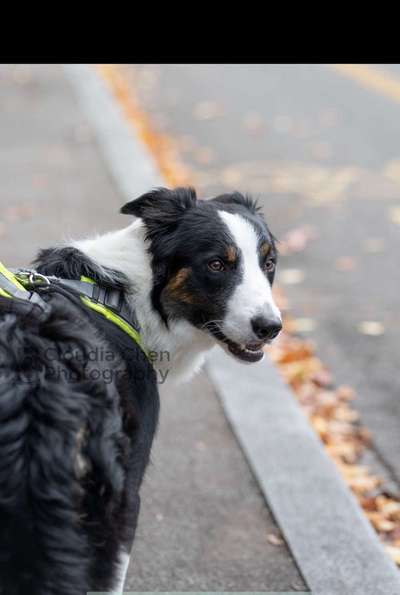 Hundetreffen-Playdate or Walk together in Zurich?-Bild