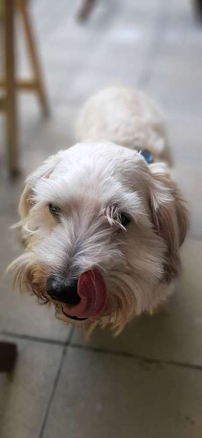 Lieblingsbild von euren Hunden?-Beitrag-Bild