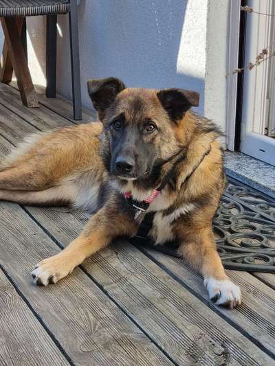 Hundetreffen-Gassi- und Spielrunde-Bild