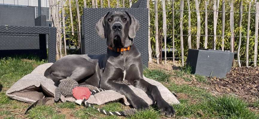 Deutsche Doggen Besitzer zeigt euch-Beitrag-Bild