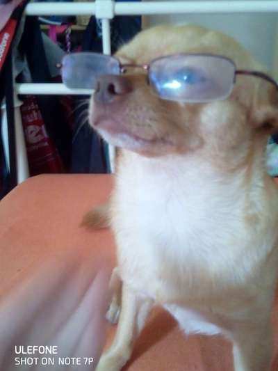 CHALLENGE NR. 19 - Der Hundeblick-Beitrag-Bild