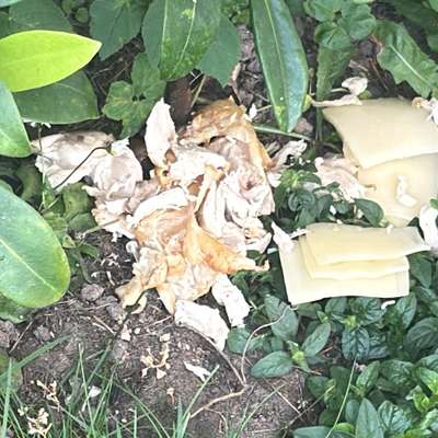 Giftköder-Möglicher Giftköder-Bild