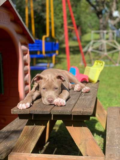 Die Dogorama Kalender Challenge Titelbild-Beitrag-Bild