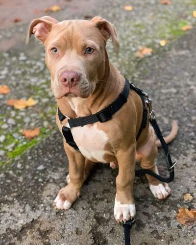 Welpen Bilder !-Beitrag-Bild