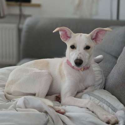 Hundetreffen-Welpen treffen-Bild