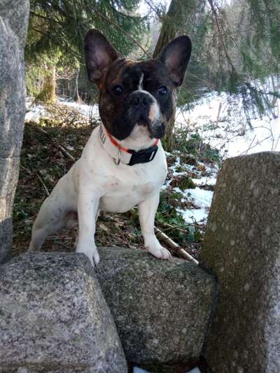 Französische Bulldoggen-Beitrag-Bild