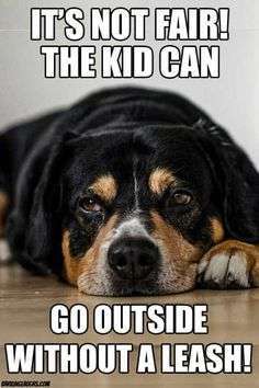 Hunde Memes-Beitrag-Bild