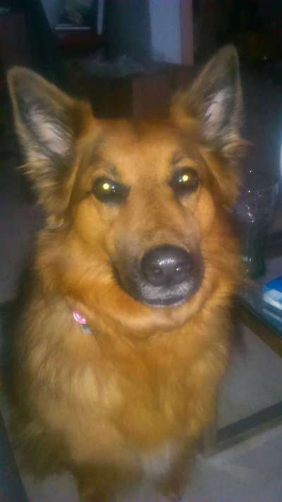 Mischlinge raten - Rätselspaß-Beitrag-Bild