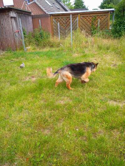 Mischlinge raten - Rätselspaß-Beitrag-Bild