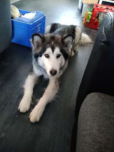 Mischlinge raten - Rätselspaß-Beitrag-Bild