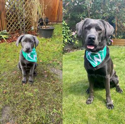 Hundetreffen-Spiel - und Gassirunden-Bild