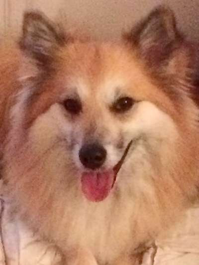 Nordische Hunde-Beitrag-Bild