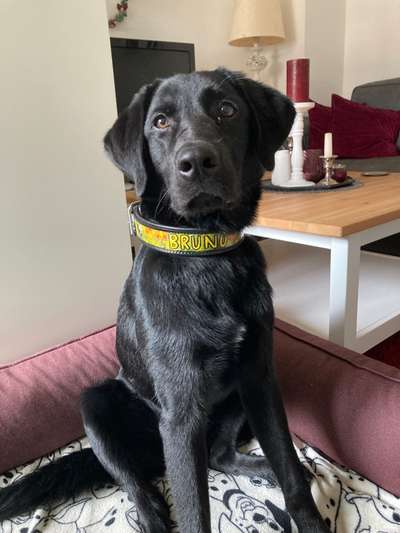 Wie seid ihr zu eurem Welpen gekommen?-Beitrag-Bild