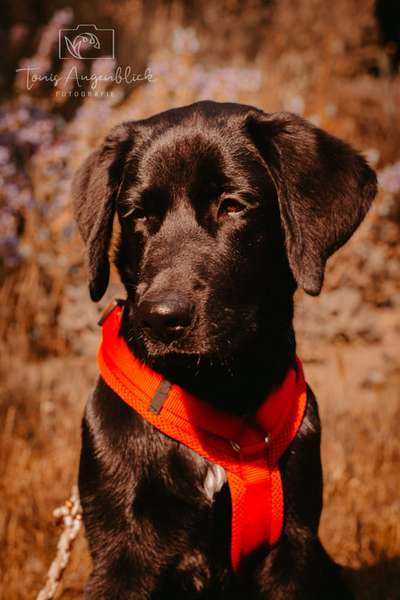 Wie seid ihr zu eurem Welpen gekommen?-Beitrag-Bild