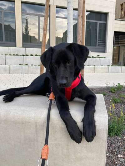 Wie seid ihr zu eurem Welpen gekommen?-Beitrag-Bild