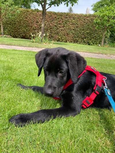 Wie seid ihr zu eurem Welpen gekommen?-Beitrag-Bild