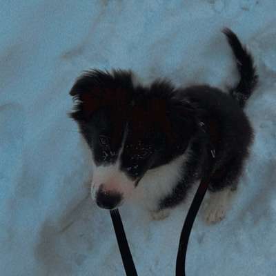 Hundetreffen-Welpentreffen & Gassirunde-Bild