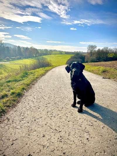 Hundetreffen-Nero sucht Freunde zum Laufen gehen ☺️-Bild