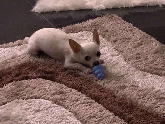 Hundetreffen-Spieltreffen für meinen Chiuahua-Bild