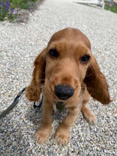 Hundetreffen-Welpentreffen Aubing-Bild