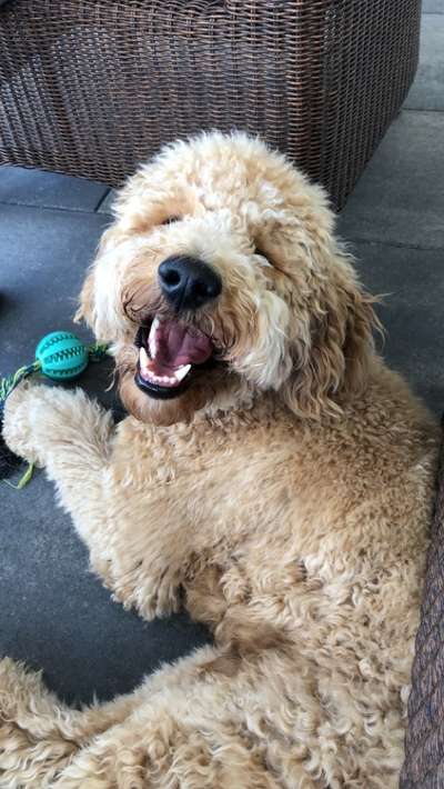 Dogorama Photo Challenge - lustigste Grimasse-Beitrag-Bild