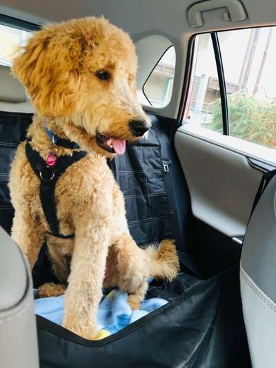 FOTOCHALLENGE 70 - Dein Hund im Auto-Beitrag-Bild