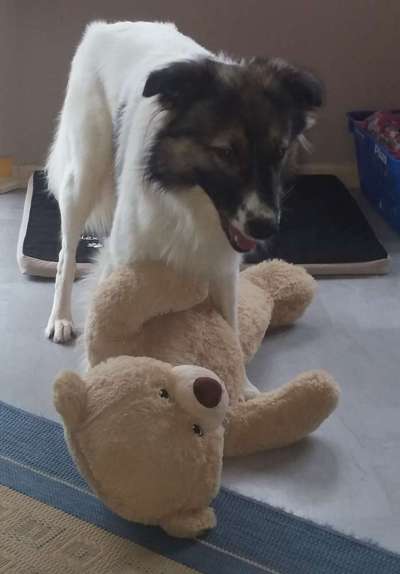 Dogorama Photo Challenge - Hündische Haushaltshilfe-Beitrag-Bild