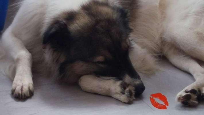 Dogorama Photo Challenge - besondere Eigenschaften-Beitrag-Bild