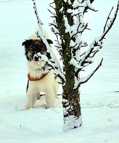 Dogorama Photo Challenge - Winterstimmung-Beitrag-Bild