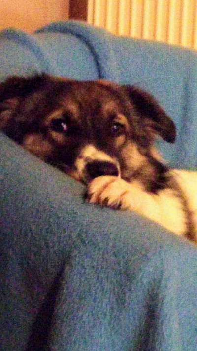 Dogorama Photo Challenge - Fail/Outtakes-Beitrag-Bild