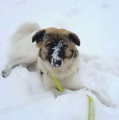 Dogorama Photo Challenge - Wälzen-Beitrag-Bild