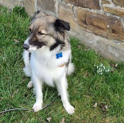 Dogorama Photo Challenge - die ersten Frühjahrsblumen-Beitrag-Bild