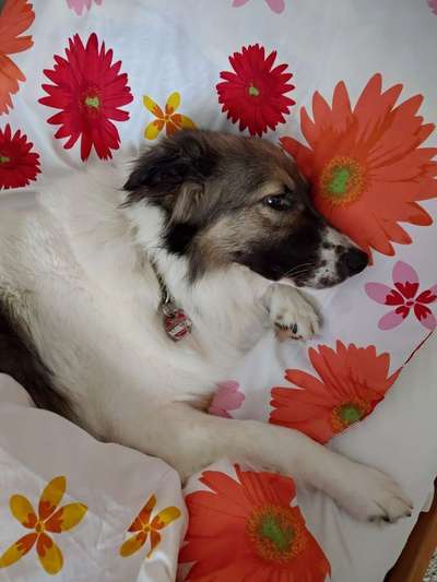 Dogorama Photo Challenge - Frühjahrsmüdigkeit-Beitrag-Bild