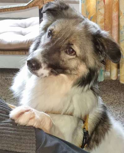 Dogorama Photo Challenge - Portrait-Beitrag-Bild