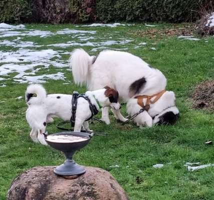 Dogorama Photo Challenge- Der Nase nach-Beitrag-Bild