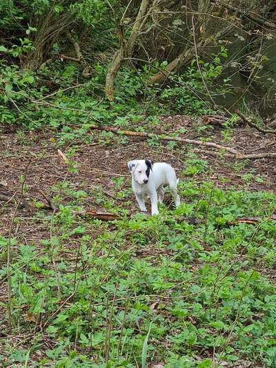 Wo sind meine AMERICAN BULLDOGS?-Beitrag-Bild