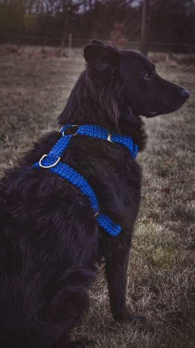 Hundetreffen-Gassi Freunde gesucht-Bild