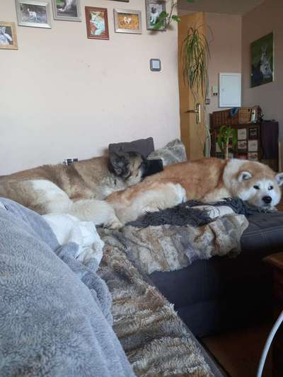 American Akita-Beitrag-Bild