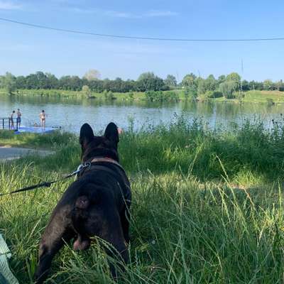 Hundetreffen-Hundefreunde gesucht-Bild