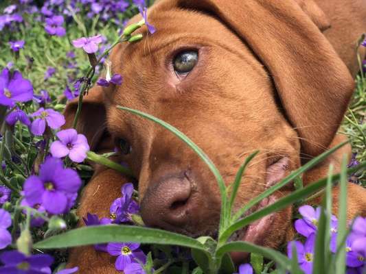 Die Dogorama Monats Challenge "Es grünt und blüht"-Beitrag-Bild