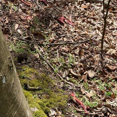 Giftköder-Kadaver-Bild