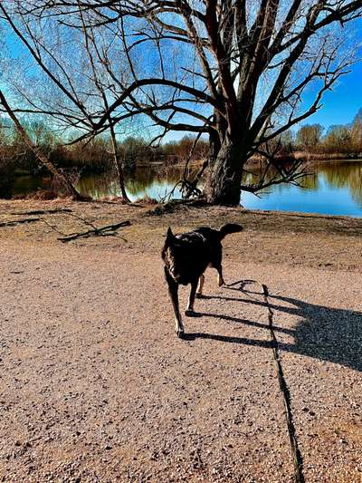 Hundeauslaufgebiet-Krimpelsee-Bild