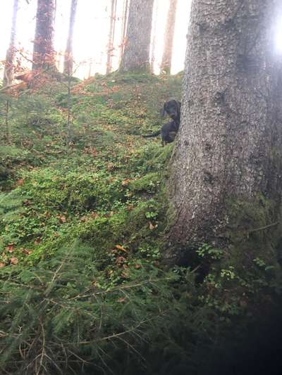Fotosammlung: ,,Der natürliche Hund" Unbearbeitet, ungestellt und in Natura-Beitrag-Bild